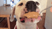 dogs love GIF