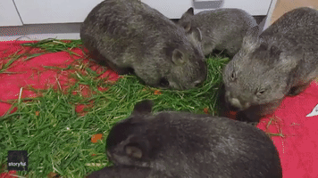 Wombat Flips Out When Pals Ignore Social Distancing