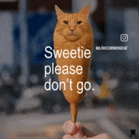 Please Dont Go Cat Singing GIF
