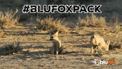 Fox GIF by Blufox Mobile