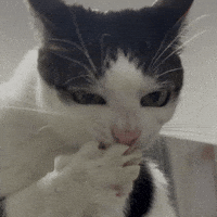 Cat GIF