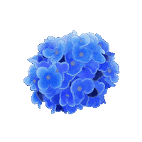 Hydrangea Sticker