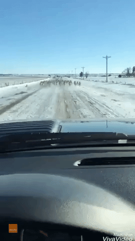 Driver Encounters Fast-Running Pronghorn Herd on South Dakota Road