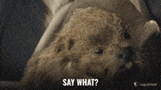 LegalShield what omg surprised huh GIF