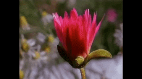 loves_in_vogue giphyupload flower peter gabriel GIF