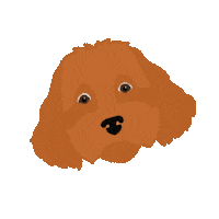 Athenia_Marketing dog cute dog nala cavapoo Sticker