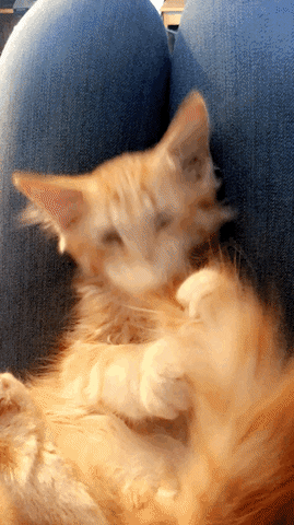 cats likes GIF