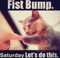 Cat Fist Bump GIF
