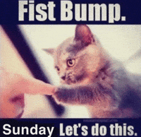 Cat Fist Bump GIF