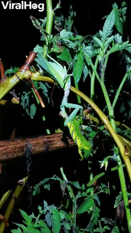 Praying Mantis Eats Death's-head Hawk-moth Caterpi