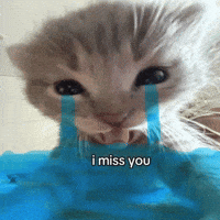 Miss You Cat Meme GIF