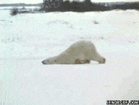 GIF by The .GIFYS