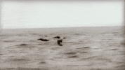 Birds GIF by Reba McEntire