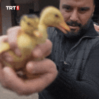 Happy Duck GIF by TRT