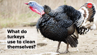 What Do Turkeys Use to Clean Themselves?