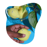 Fruit Veggie Sticker by mmanncandles