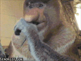 monkey eating GIF by Cheezburger