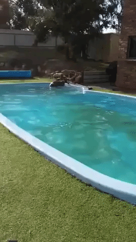 Kangaroo Takes a Dip in Backyard Pool