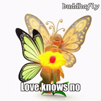 GIF by BuddhaFlyJourney