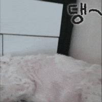 Puppy GIF