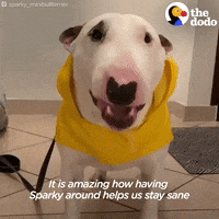 Bull Terrier Dogs GIF by The Dodo