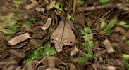 worldâs deadliest GIF by Nat Geo Wild 