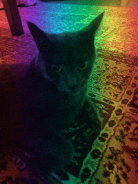 abdullahmk47 cat cats grey pluie GIF