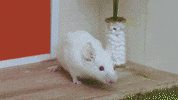 Mouse Eclair GIF by CANAL+
