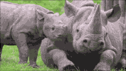 baby rhino GIF