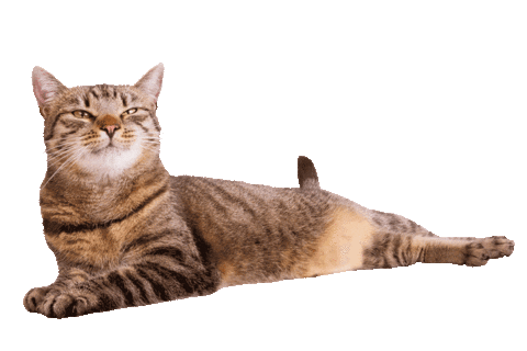 Cat Sticker by ViennaTouristboard