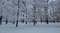 'Beautiful' Snow Coats Trees in Upstate New York Amid Winter Storm Warning