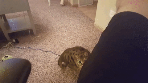 jermbly giphyupload GIF
