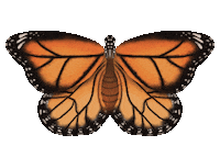 Summer Flying Sticker by Corbin Creates