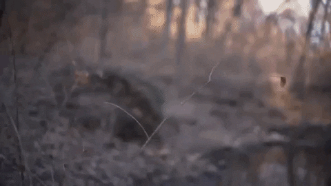 music video sleeping GIF by Polyvinyl Records