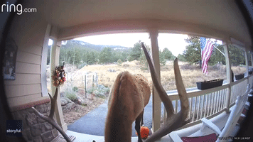 Surprise Visitor: Bull Elk Rings Doorbell of Colorado Home