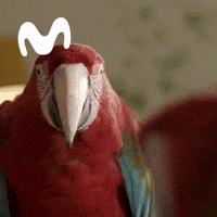 hola que tal boda GIF