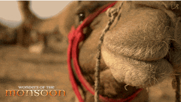 camel GIF
