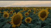 GIF by Film School Shorts