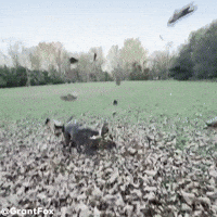 Dog GIF