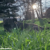 Dog Robin GIF
