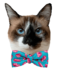 romeuemalelo cat cats gato gatos Sticker