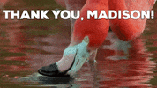 ForwardMadisonFC  GIF