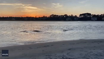 Pod of Dolphins Strand Feed on South Carolina Shore