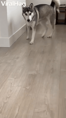 Husky Loses Treat Under Her Own Paw
