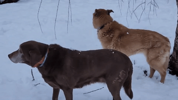 Dogs Unimpressed as Snow Sweeps New York