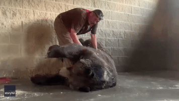 That's the Spot: 990-Pound Bear Enjoys Belly Rub at New York Wildlife Center