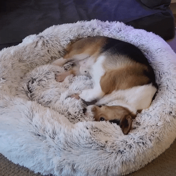 tamslengyel giphyupload GIF