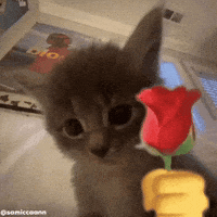 Cat Rose GIF