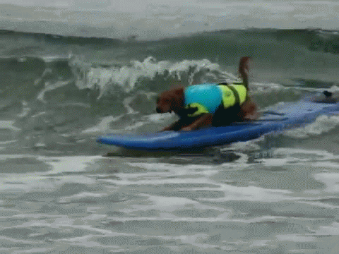 surfing bay GIF
