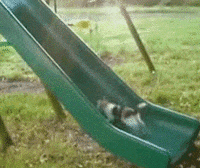 cat GIF